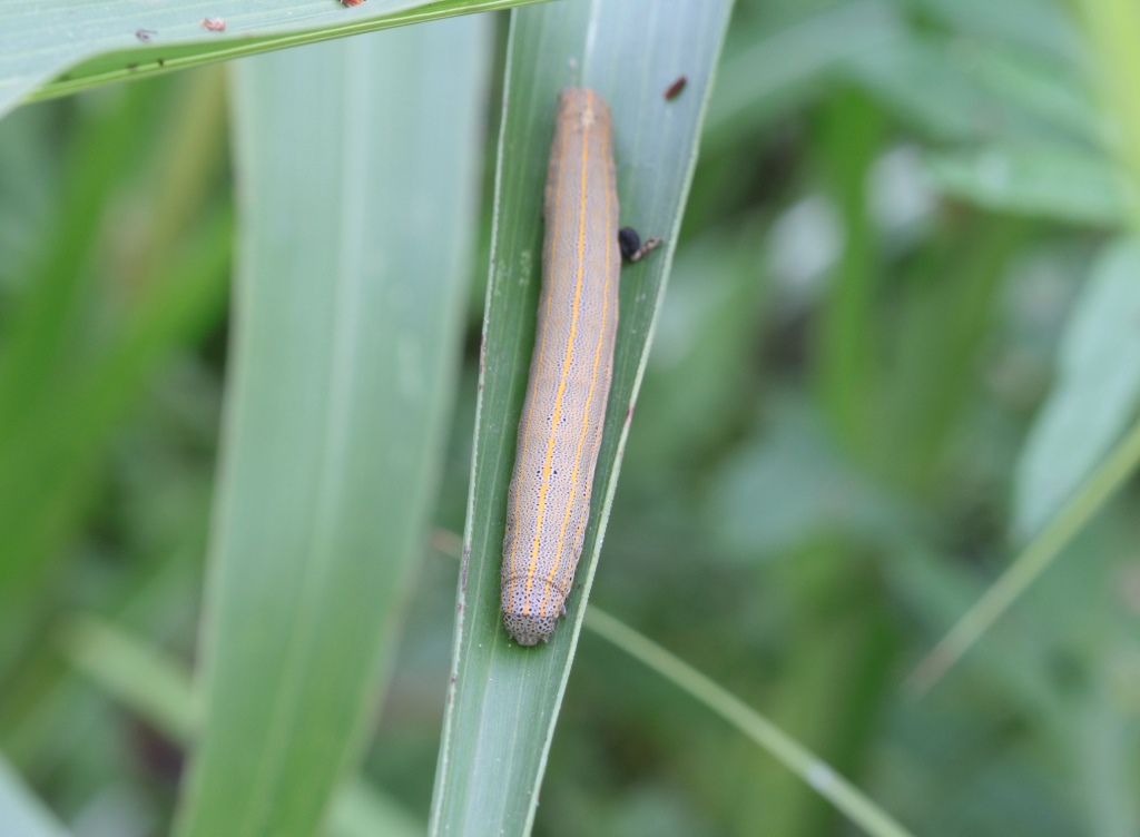 Richiesta ID bruco - Aedia leucomelas